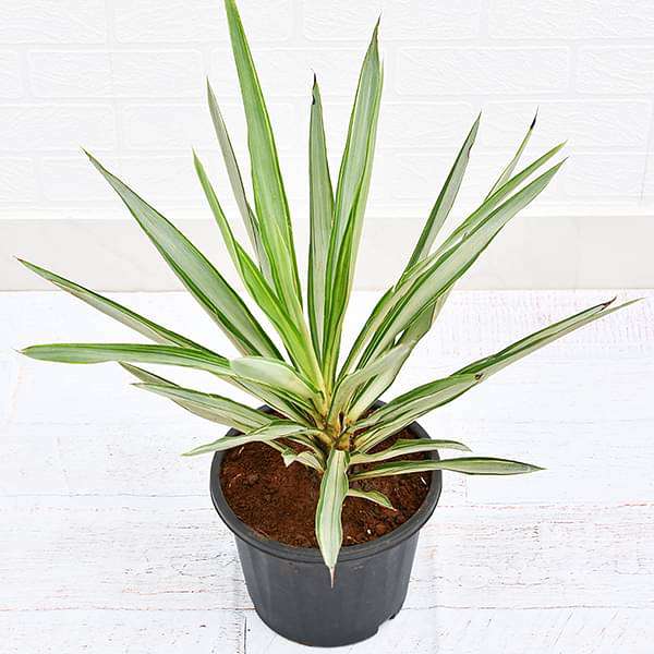 Yucca - Plant