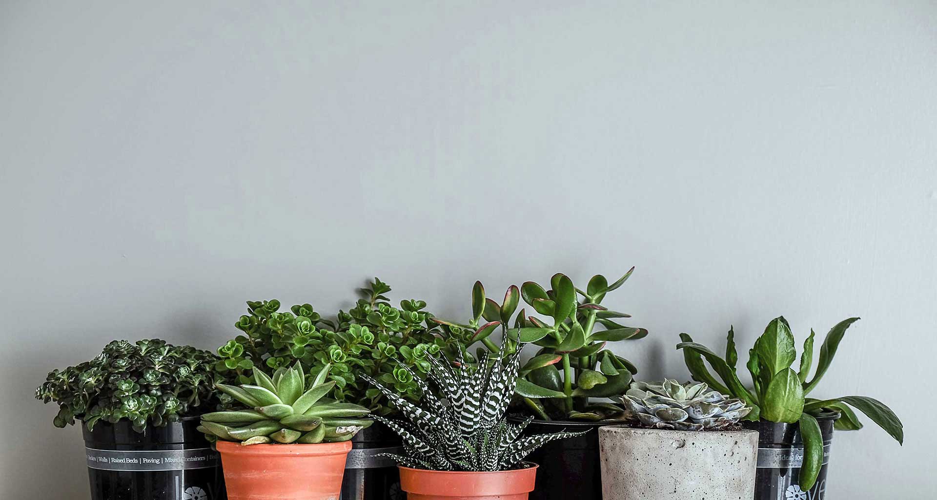 Potted plants on a shelf