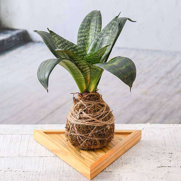 Everlasting Sansevieria Plant Moss Ball with Plate - Kokedama