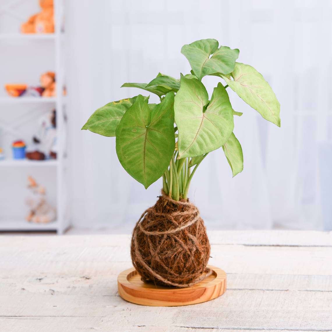 Low Maintenance Syngonium Plant Moss Ball with Plate - Kokedama