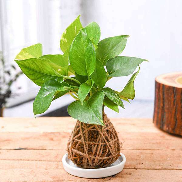 Money Plant Kokedama with Ceramic Plate