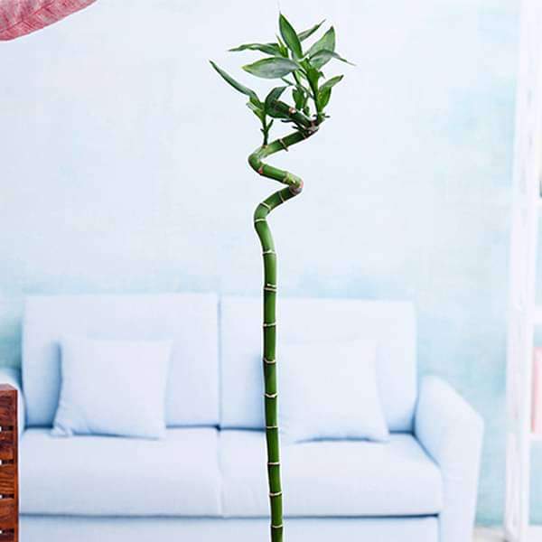 60 cm Spiral Stick Lucky Bamboo Plant