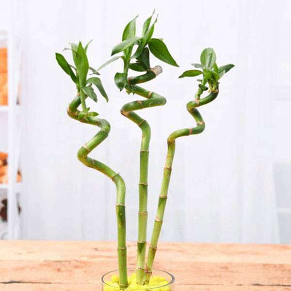 60 cm Spiral Stick Lucky Bamboo Plant - (Pack of 3)