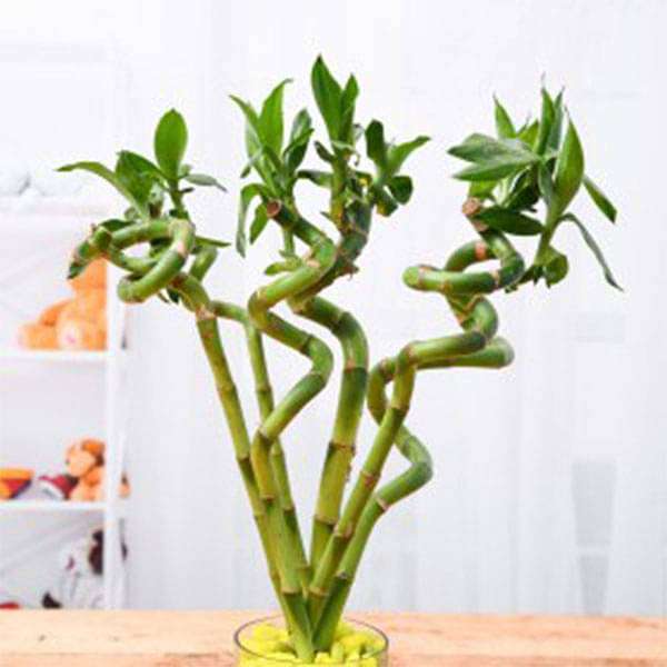 60 cm Spiral Stick Lucky Bamboo Plant - (Pack of 6)