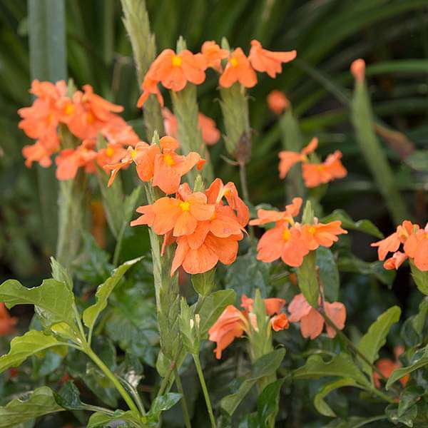 Abuli, Firecracker Flower - Plant