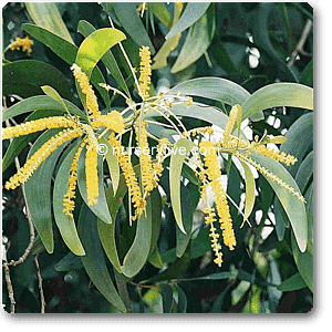 Acacia Auriculiformis, Australian Babul - Plant