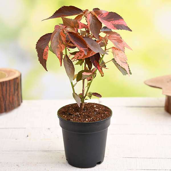 Acalypha wilkesiana, Copperleaf - Plant