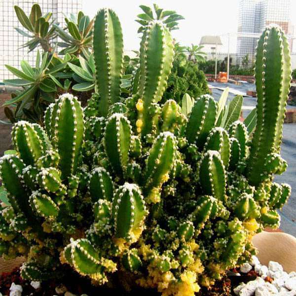 Acanthocereus tetragonus - Cactus Plant