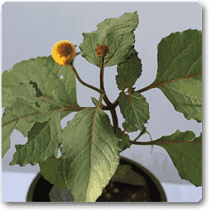 Acmella Oleracea, Toothache, Akarkara - Plant