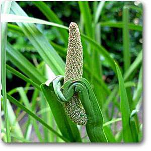 Acorus Calamus, Vekhand - Plant