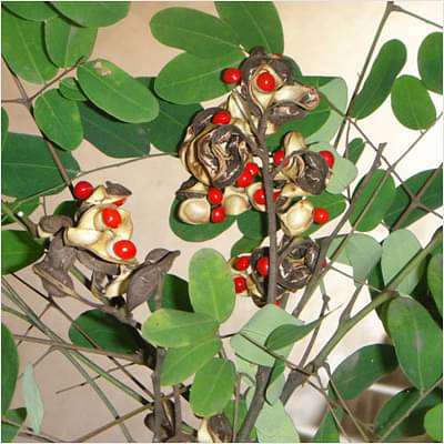 Adenanthera Pavonina, Ratan Gunj - Plant