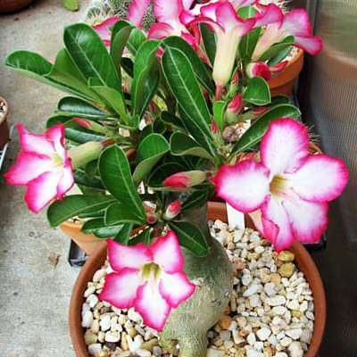 Adenium (Obesum) - Plant