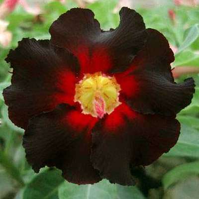 Adenium Plant, Desert Rose (Black) - Plant