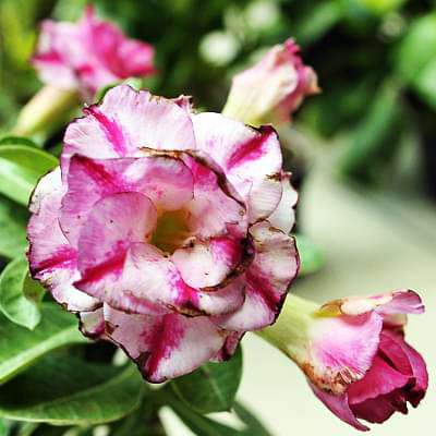 Adenium Plant, Desert Rose (Celona Double) - Plant