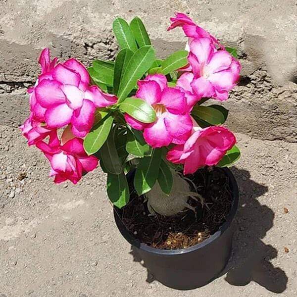 Adenium Plant, Desert Rose (Grafted, Any Color) - Plant