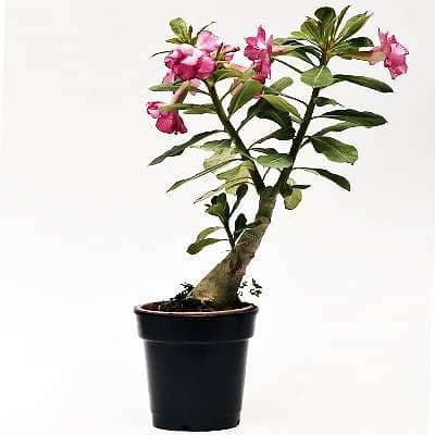 Adenium Plant, Desert Rose ( Grown through seeds, Any Color ) - Plant