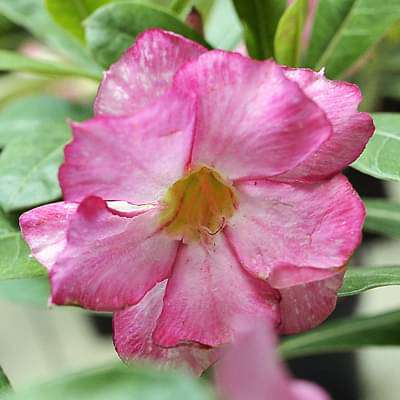 Adenium Plant, Desert Rose (Pink Double) - Plant