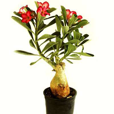 Adenium Plant, Desert Rose (Pink, Double Shaded) - Plant