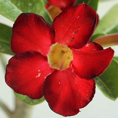 Adenium Plant, Desert Rose (Red) - Plant