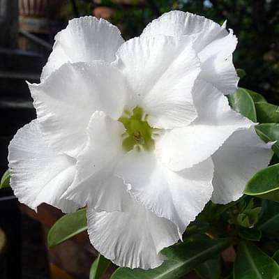 Adenium Plant, Desert Rose (White Double) - Plant