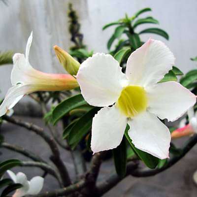 Adenium Plant, Desert Rose (White) - Plant
