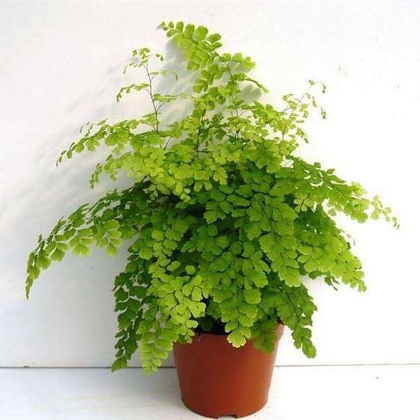 Adiantum Raddianum, Maidenhair Fern - Plant