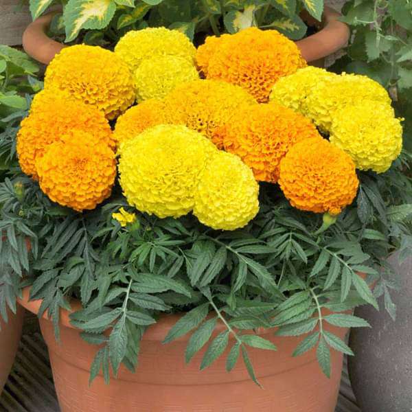 African Marigold (Any Color) - Plant