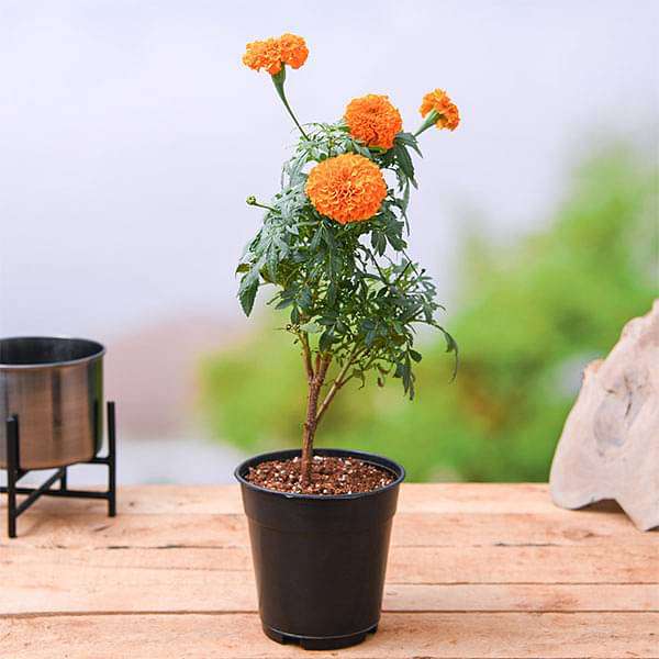 African Marigold (Orange) - Plant