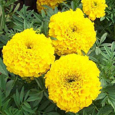 African Marigold (Yellow) - Plant
