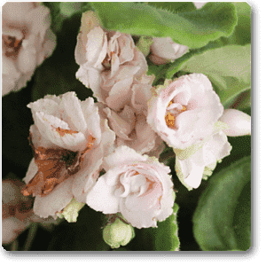 African Violets (Baby Pink) - Plant