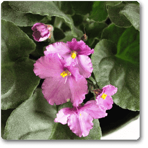 African Violets (Purple) - Plant