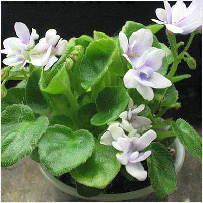 African Violets (White) - Plant