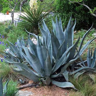 Agave americana, Century Plant - Succulent Plant