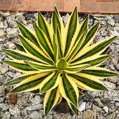 Agave lophantha, Ghaypat - Succulent Plant