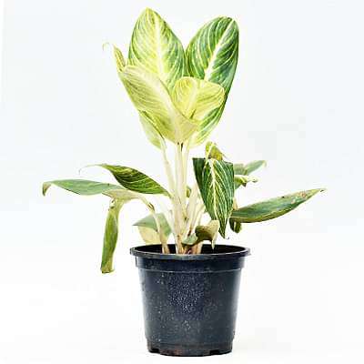 Aglaonema Brilliant - Plant