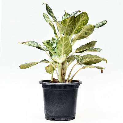 Aglaonema Commutatum Malay Beauty - Plant