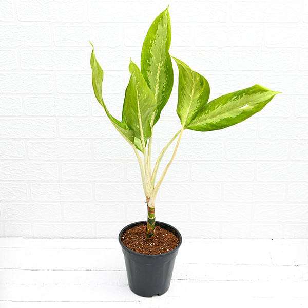 Aglaonema Diamond Bay - Plant