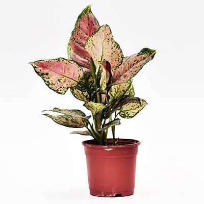 Aglaonema dud anyamanee, Aglaonema anyamanee (Green, Pink) - Plant