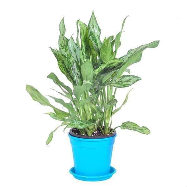 Aglaonema green compact, Aglaonema compact maria - Plant