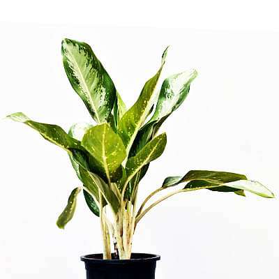 Aglaonema Jubilee Petite - Plant