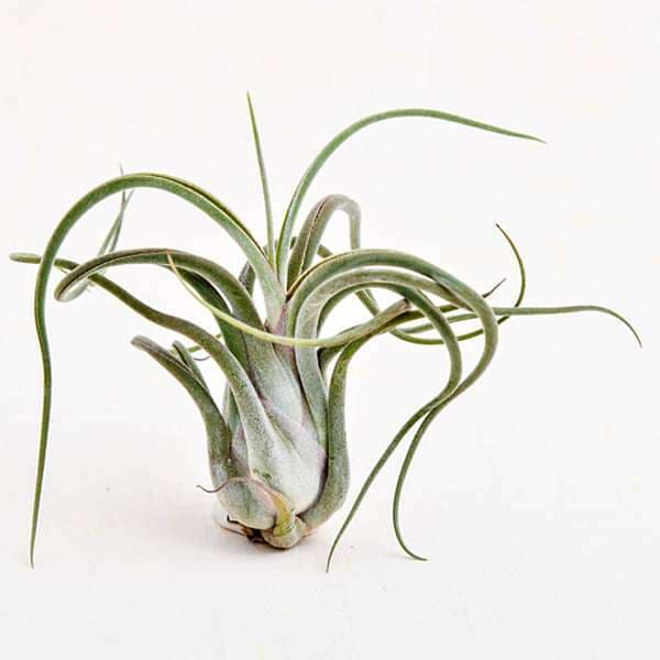 Air Plant, Tillandsia caput medusae (Medium) - Plant