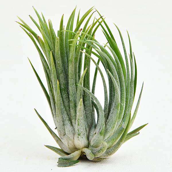 Air Plant, Tillandsia ionantha var. ionantha - Plant