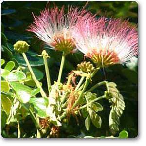Albizia saman, Rain Tree, Gulabi Siris - Plant