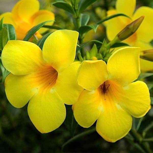 Allamanda Creeper, Pentalinon luteum (Yellow) - Plants