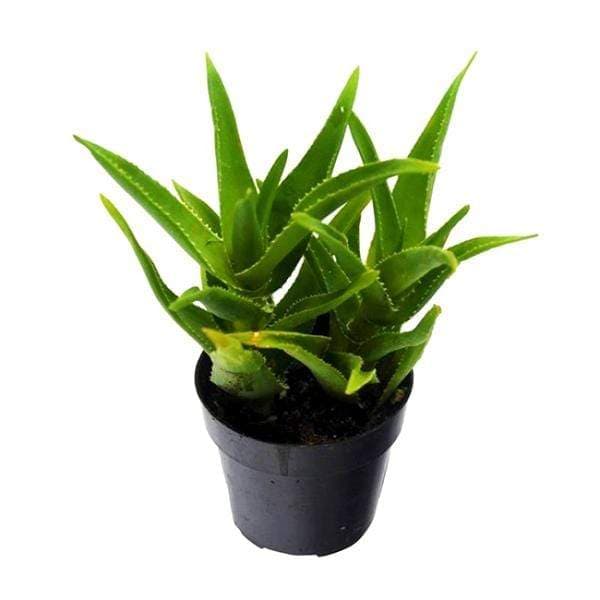Aloe barbadensis vera - Succulent Plant