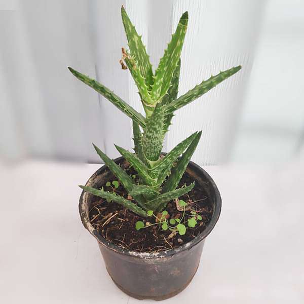 Aloe juvenna - Succulent Plant