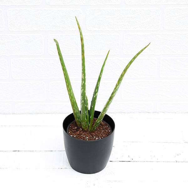 Aloe vera - Succulent Plant