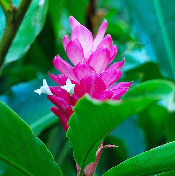 Alpinia Purpurata, Pink Ginger - Plant