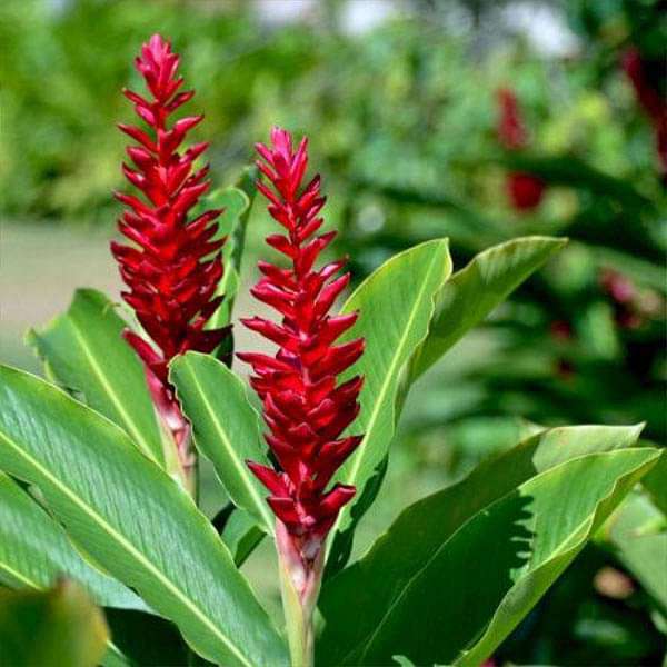 Alpinia Purpurata, Red Ginger - Plant