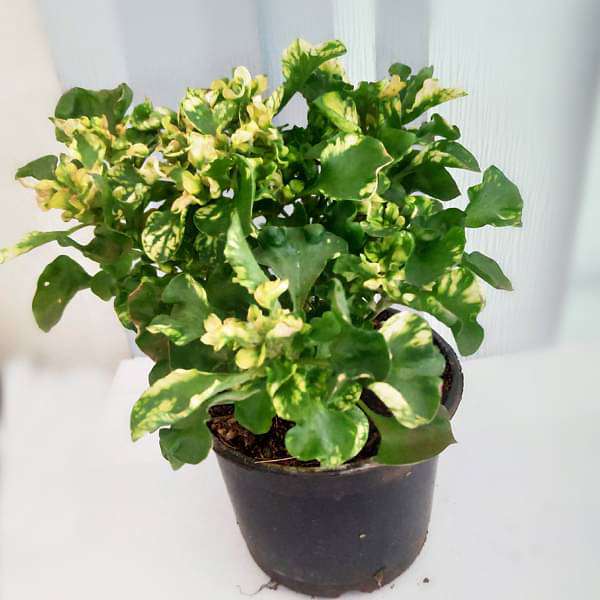 Alternanthera ficoidea Parrot Leaf - Plant